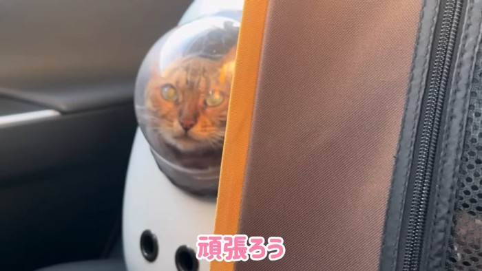 キャリーバッグの中に猫