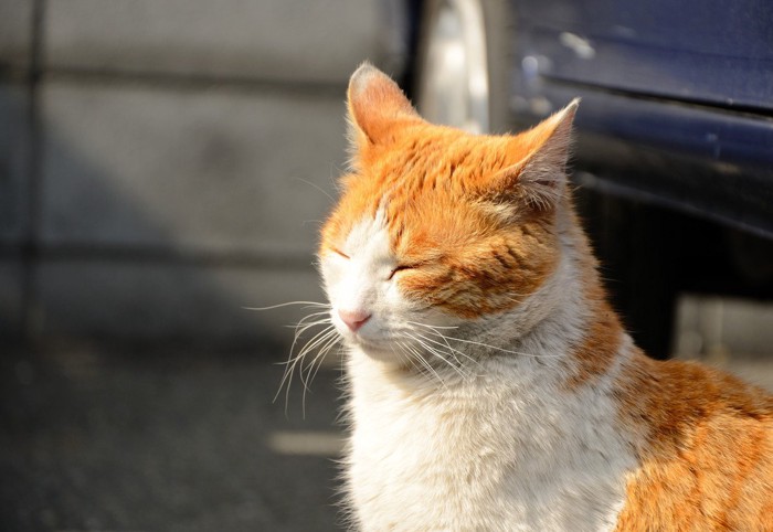 眩しい猫