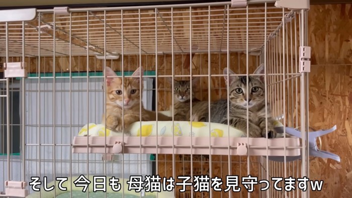 子猫の後ろにいる母猫