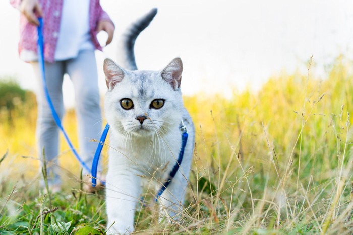 リードをつけて歩く猫と女性