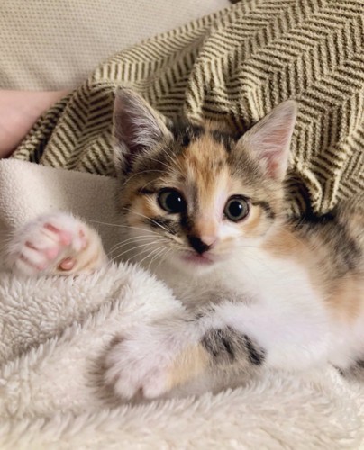 子猫のこはくちゃん