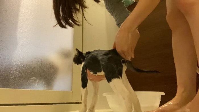 お風呂のドアの方を向く猫