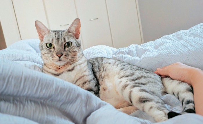 寝そべる猫