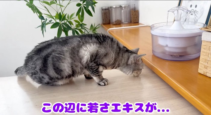 匂いを嗅ぐ猫