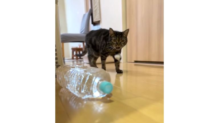 廊下を歩く猫