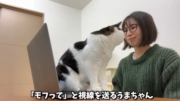 人の目の前にいる猫