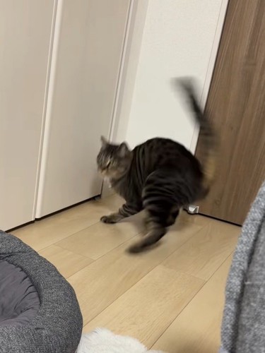 急に振り向く猫