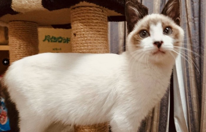 保護時の子猫