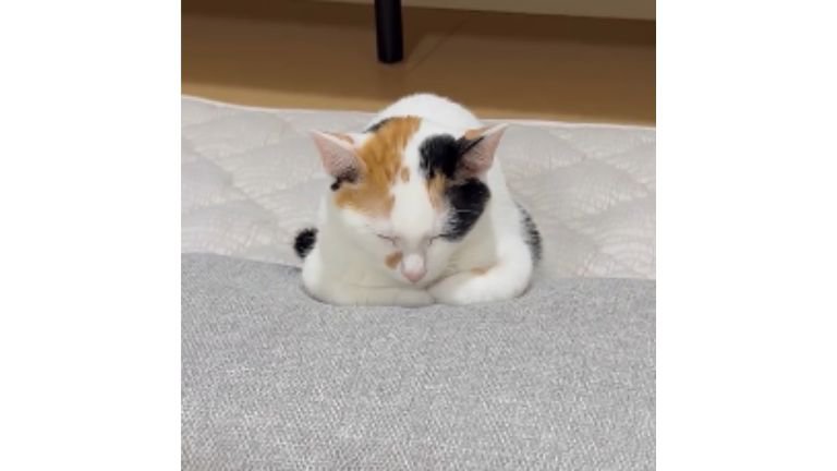 室内にいる猫