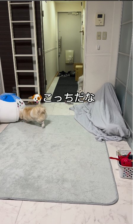 必死で飼い主を探す犬