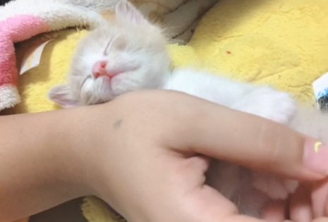 人間の手を枕にして眠る子猫