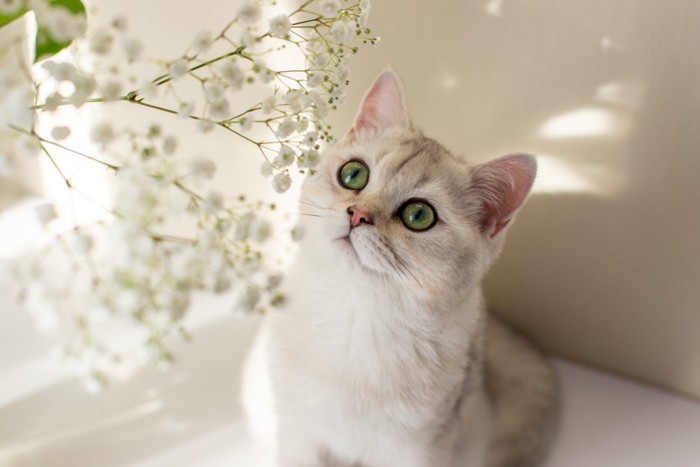 かすみ草を見上げる猫