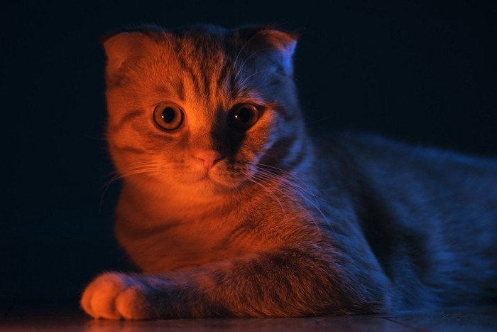 暗闇の猫