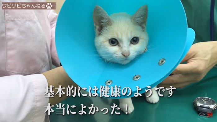 エリカラをつけた子猫