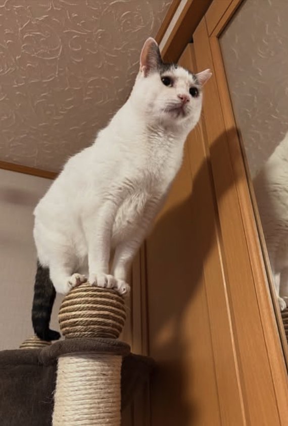 キャットタワーのボールの上に立っている猫