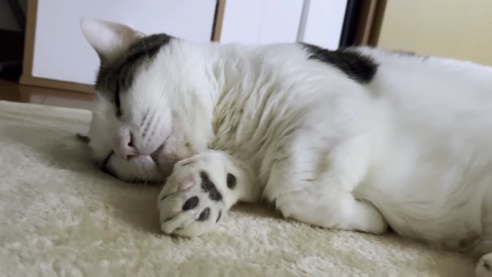 眠るブチ猫