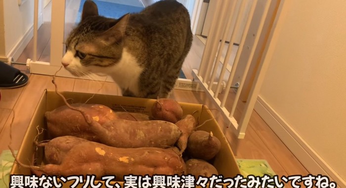 匂いを嗅ぐ猫