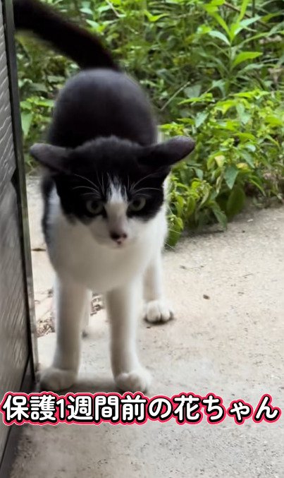 柱の近くに立つ子猫