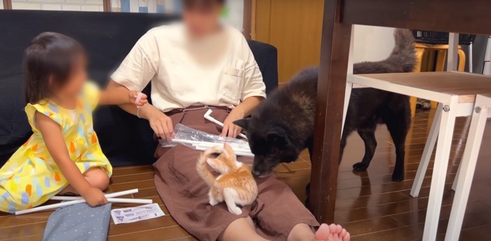 人間2人、犬、猫