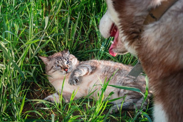 犬に危機感を持った猫