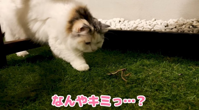 カマキリを見つめる猫