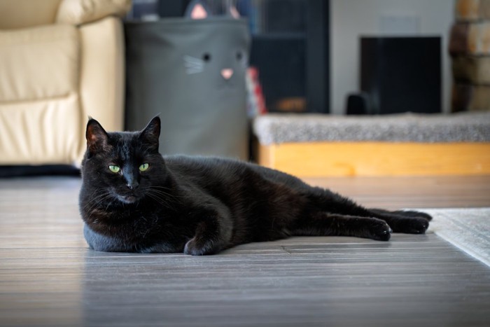 快適そうに横たわる黒猫