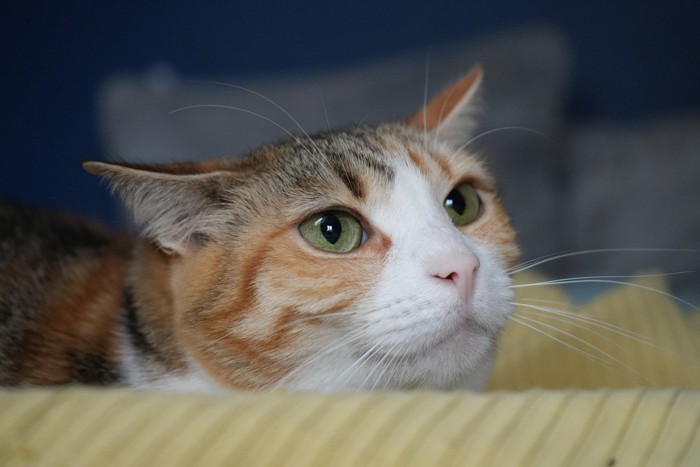 様子をうかがう猫