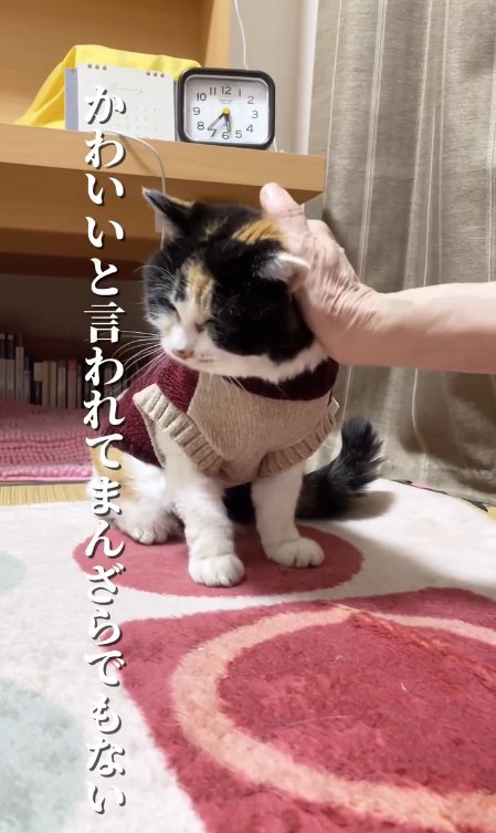 お座りをして頭を撫でられている猫