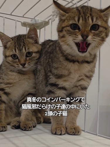威嚇する子猫