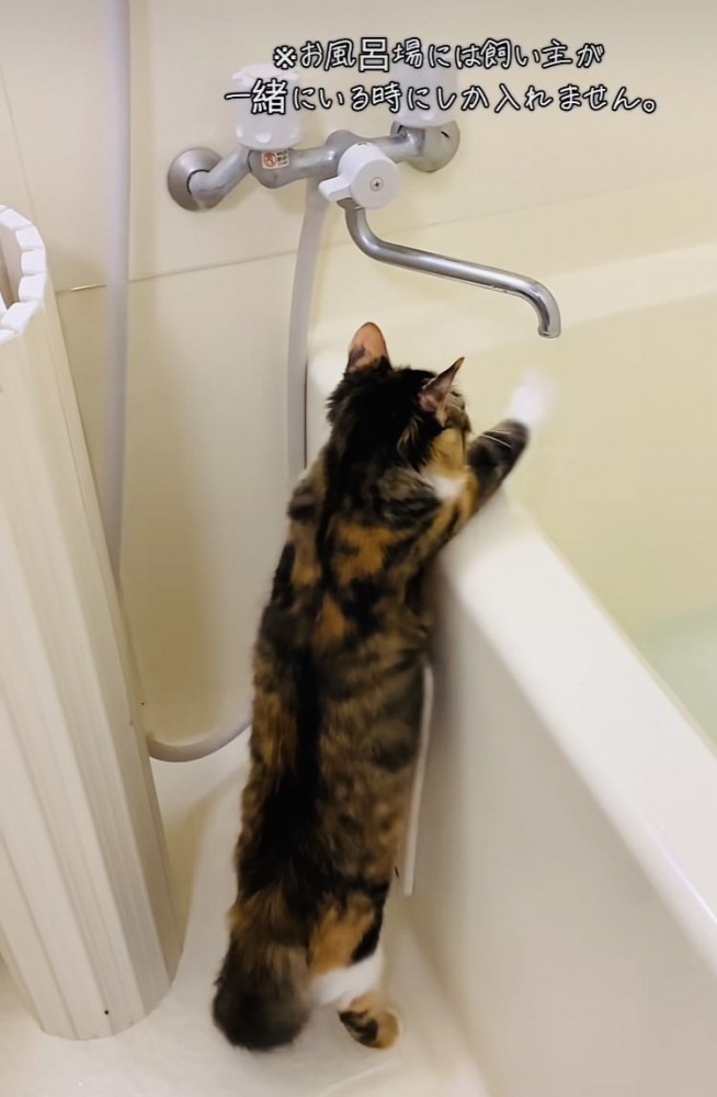 つま先立ちで蛇口から出るお湯に触る三毛猫