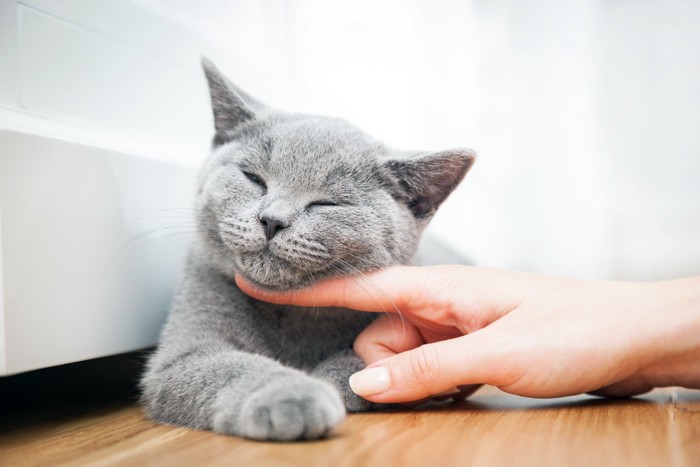 人の指に顎を乗せる猫