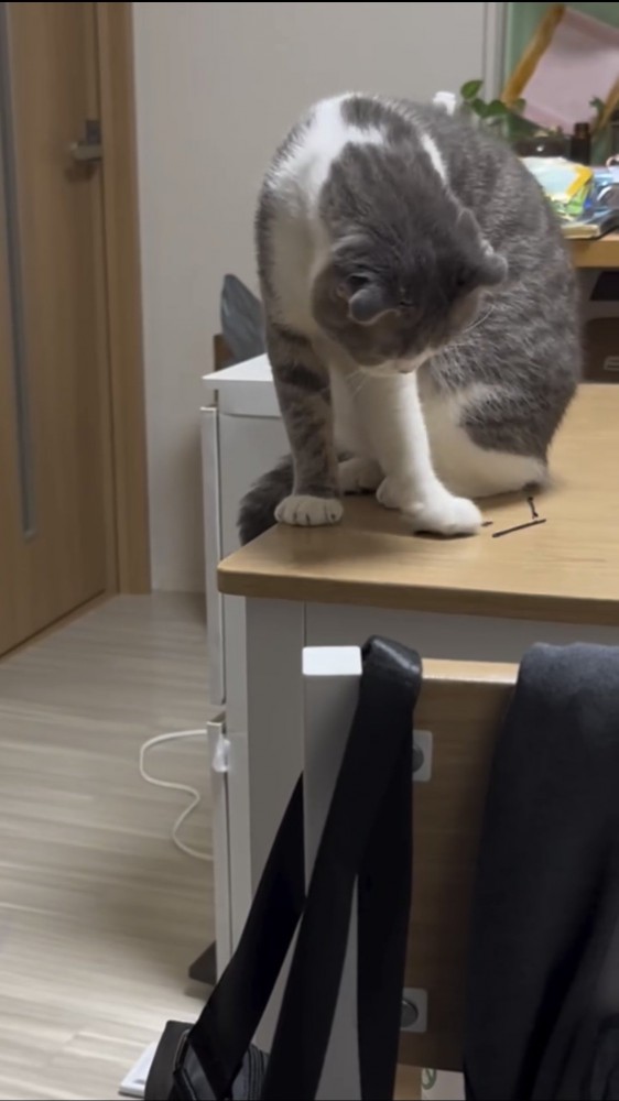 机の上で遊ぶ猫