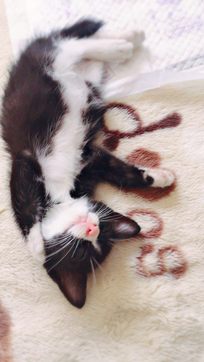 眠るオレオ
