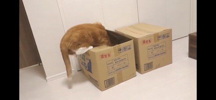 箱に入る猫