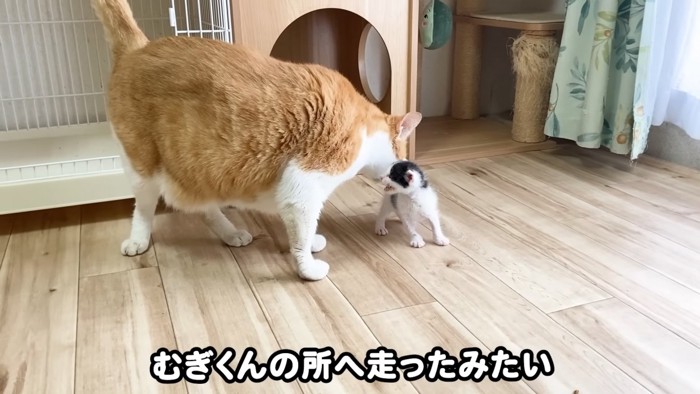 成猫に向かって鳴く子猫