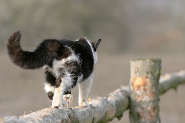 脱走した猫