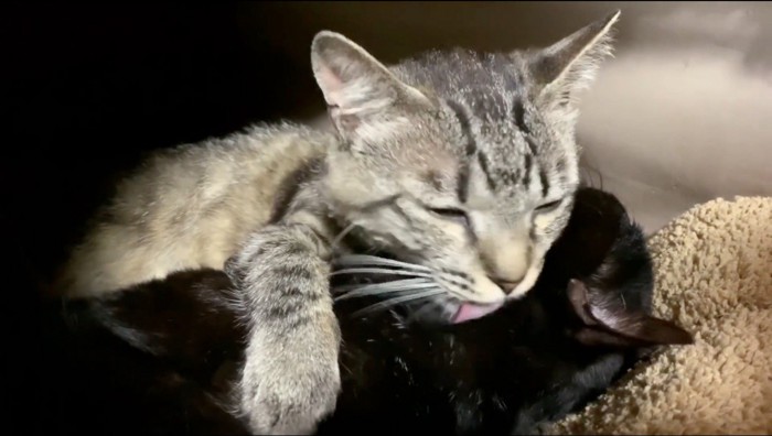 黒猫の顔を舐めるキジトラ猫