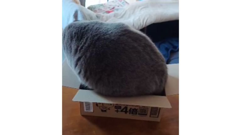 ダンボール箱に入ろうとする猫