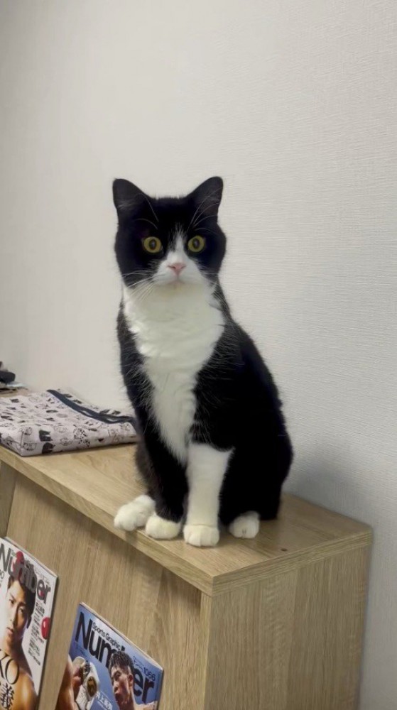 その場に座り直す猫