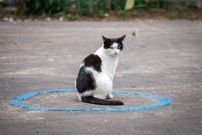 青い円のなかに座る猫