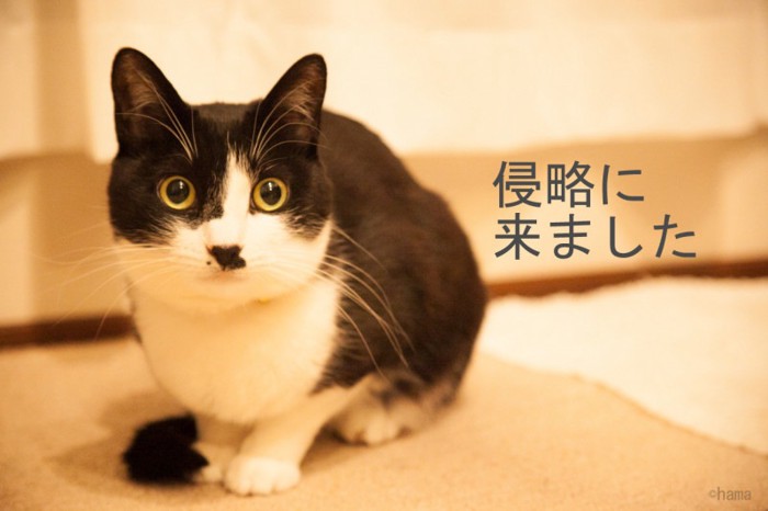 米子さんの猫