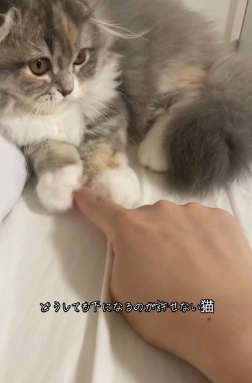 人の指を触っている猫