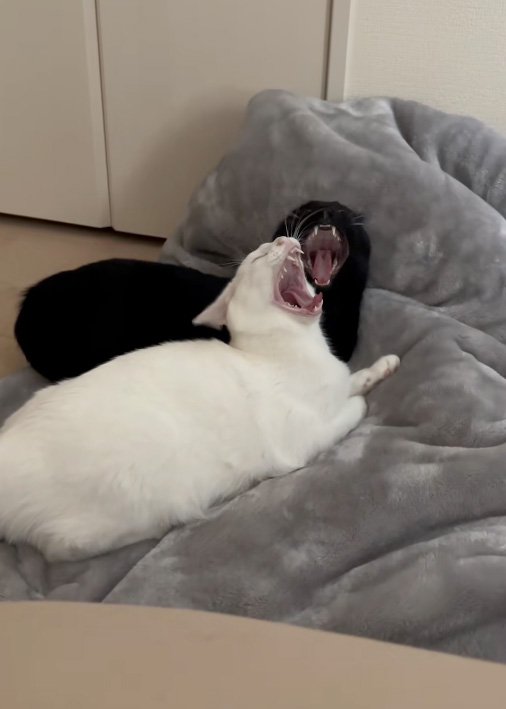 あくびする猫