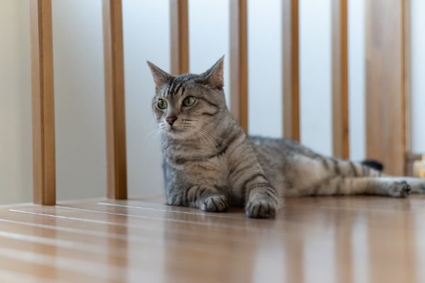 フローリングの上で座る猫