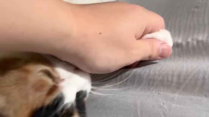猫の手を握る飼い主の手