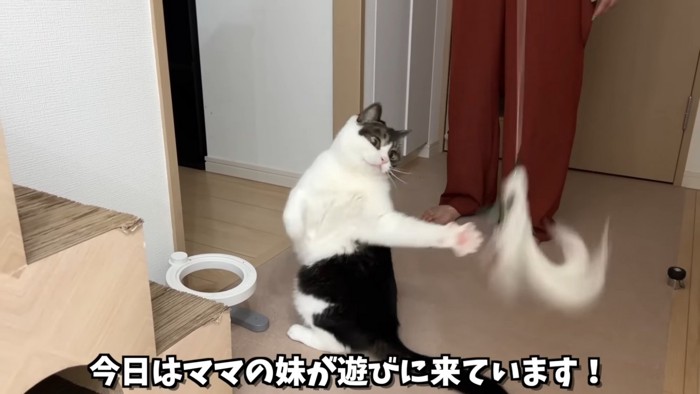 おもちゃを捕まえようとする猫