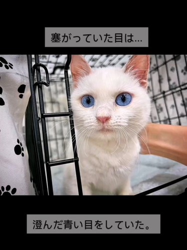 青い目の子猫