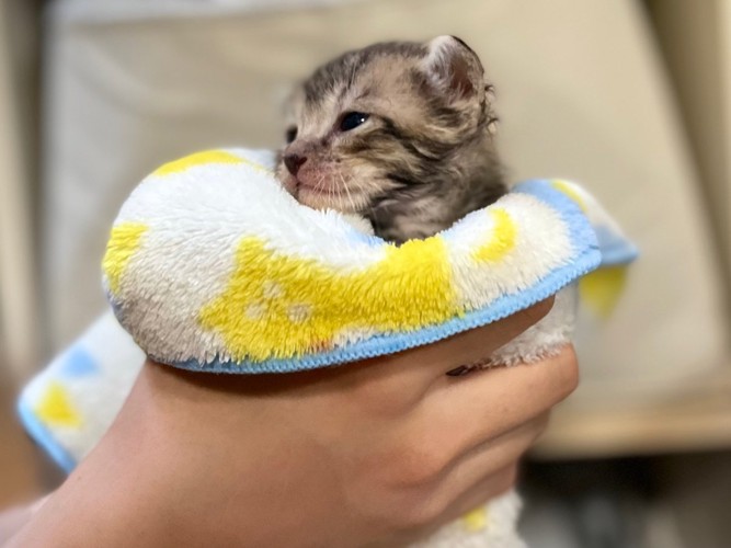 片手におさまるほど小さいあめちゃん