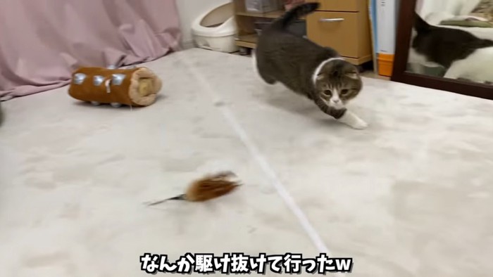 おもちゃをみながら走る猫