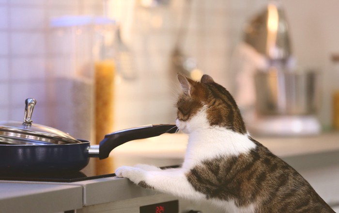 キッチンに乗る猫